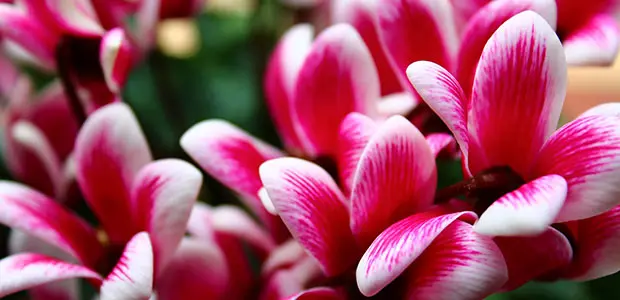 cyclamen cyclamen