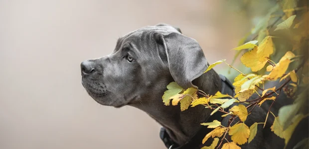 blue cane corse puppy sitting by leaves blue cane corse puppy sitting by leaves