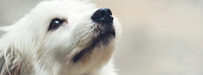 Can dogs get colds? image of a dog outdoors. During Winter, dogs outside can get cold, and then catch colds