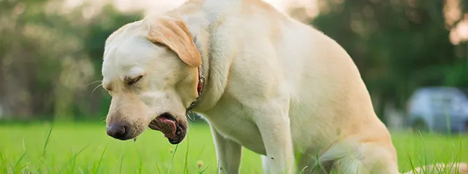 What is kennel cough and how long does it last? Photo of a dog outdoors showing symptoms of kennel cough, a common respiratory infection in dogs. The dog is coughing, a sign of kennel cough, which spreads in places like kennels and dog parks.