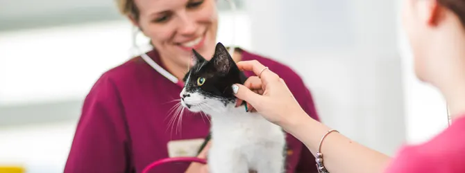 Cat Ear Infections | Symptoms And Causes A cat having an ear examination
