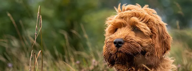 Labradoodle | Owner's Guide labradoodle sticking tongue out