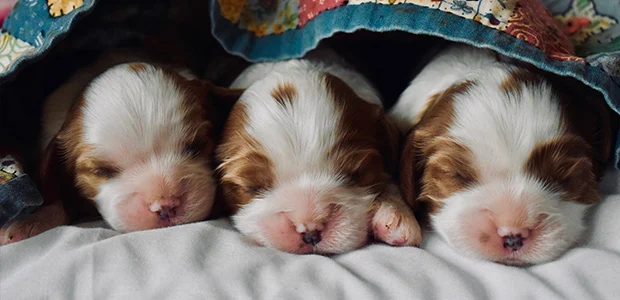 3 puppies snuggled together 3 puppies snuggled together