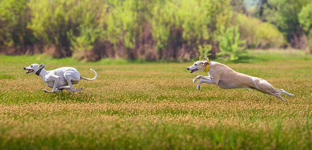 two whippets running in field two whippets running in field