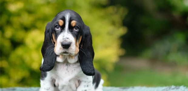 cute basset hound puppy cute basset hound puppy