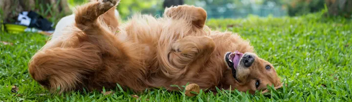 Why Do Dogs Roll In Poop golden retriever rolling on green grass