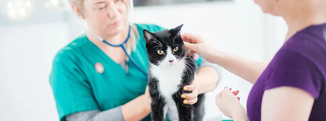 Cat Leukaemia | FeLV A photo of a cat being examined for symptoms of feline leukaemia virus (FeLV), emphasising the importance of feline leukaemia prevention and vaccinations in protecting cats.