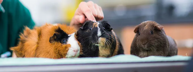 Which Is Small Pet Is Right For Me three guinea pigs