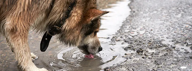 Leptospirosis in dogs - Symptoms & Treatment Photo of a dog drinking from a puddle, a common source of leptospirosis in dogs, on an article stressing the importance of leptospirosis prevention, dog vaccinations, and early detection.