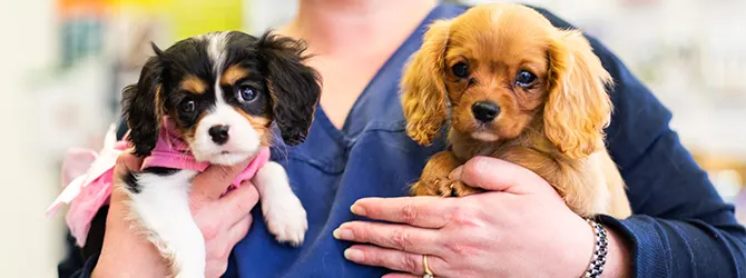 Puppy Socialisation - Puppy Parties Puppy socialisation