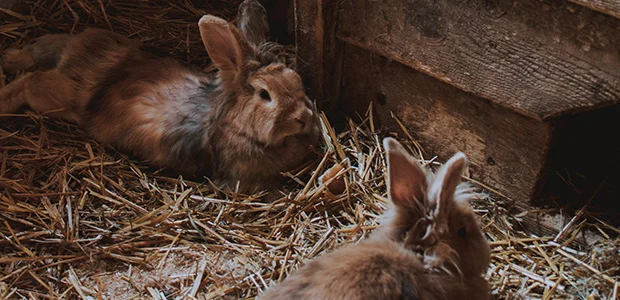 2 bunnies on a bed of straw 2 bunnies on a bed of straw