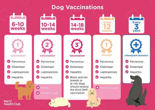 vaccination-schedule-2.png Dog vaccination infographic