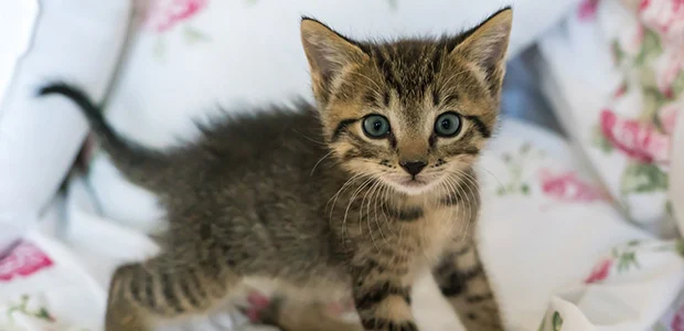 kitten-proof-house-body-1.jpg Small brown and black kitten with blue eyes on bed