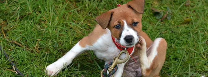 How to Get Rid of Fleas on Dogs Puppy scratching back of head for article on how to get rid of fleas on dogs