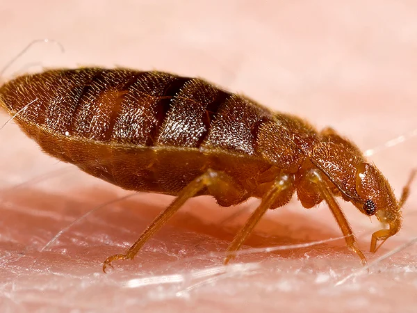 Close up of a flea on human skin Close up of a flea on human skin