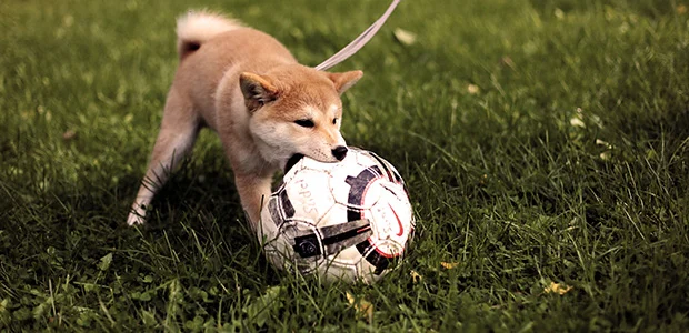 puppy chewing football puppy chewing football