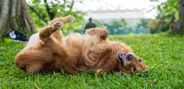 golden retriever rolling in poop golden retriever rolling in poop