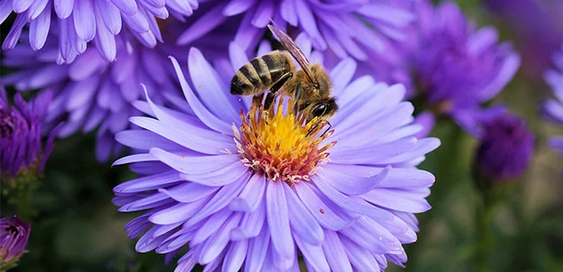 bee getting flower from pollen bee getting flower from pollen