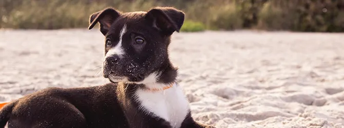 Can Puppies Eat Meat - What Can Puppies Eat staffordshire bull terrier puppy on beach