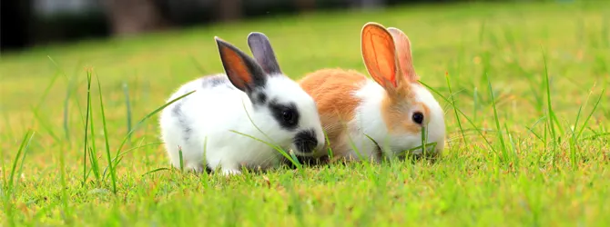 Snuffles in rabbits: Urgent Care Tips black and white rabbit