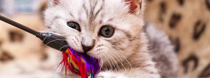 How To Stop A Kitten From Biting Do you know how to stop a kitten from biting?