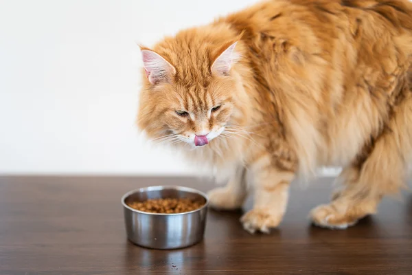 cat eating soft food for article on stomatitis cat eating soft food for article on stomatitis