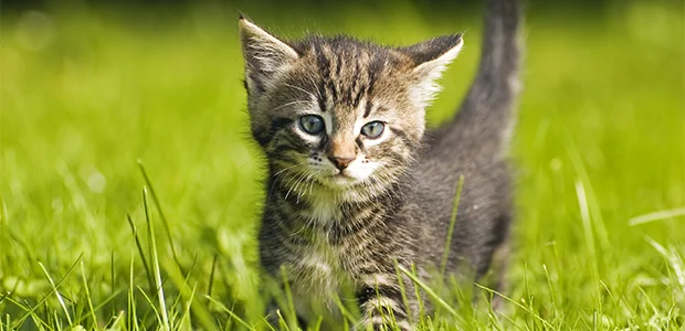 7-steps-to-letting-your-cat-middle.jpg kitten in grassy field