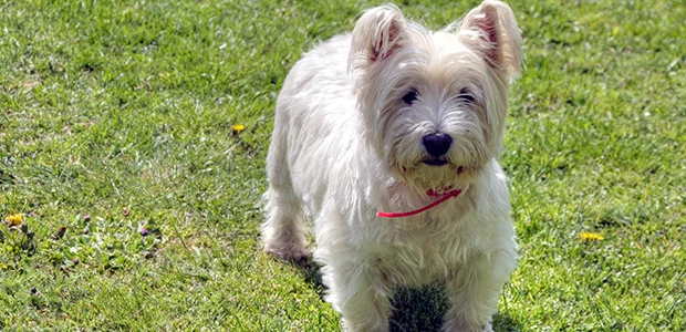 long coated westie on field long coated westie on field