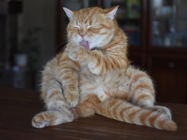 Image of ginger cat grooming itself for article on cat shedding season Image of ginger cat grooming itself for article on cat shedding season