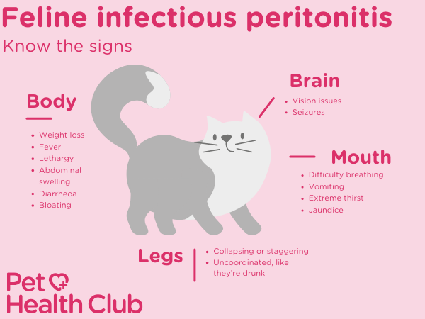Infographic showing FIP symptoms in cats for article on coronavirus in cats Infographic showing FIP symptoms in cats for article on coronavirus in cats