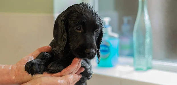 black spaniel puppy having a bath black spaniel puppy having a bath