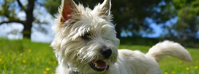 Cairn Terrier | Owner's Guide cairn terrier in field, wagging tail