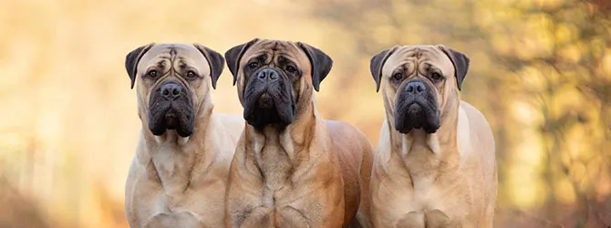 Bullmastiff - Is It The Right Dog For You Bullmastiff running on the beach