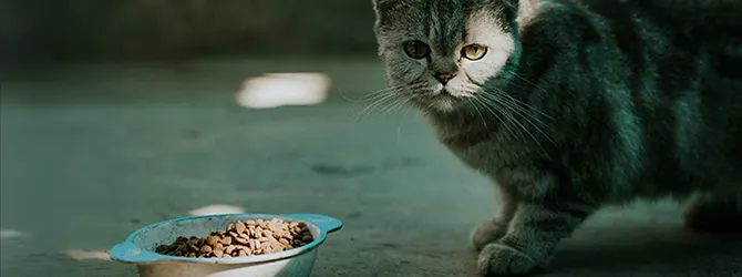 Grey cat near a full bowl of food, but not eating it A grey cat stood near a bowl full of food, but not paying any attention. Attached to an article on cats not eating