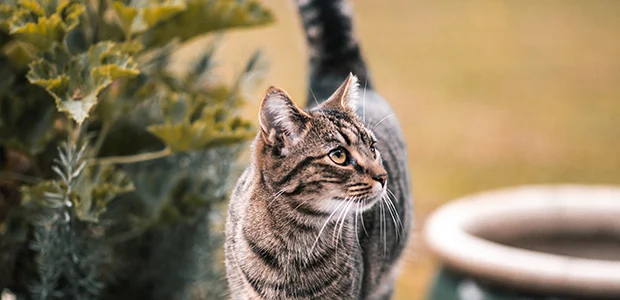 tabby cat tabby cat