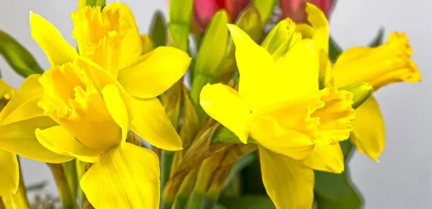 daffodils daffodils