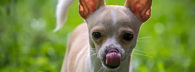 Chihuahua | Owner's Guide light brown chihuahua running on grass