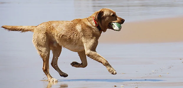 dog on beach with ball dog on beach with ball
