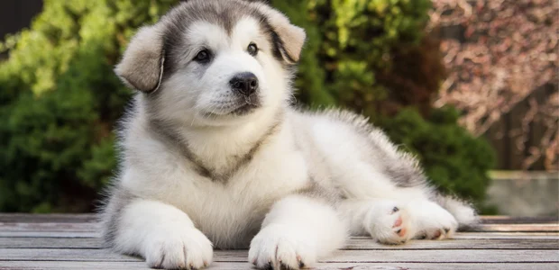 Alaskan Malamute puppy Alaskan Malamute puppy