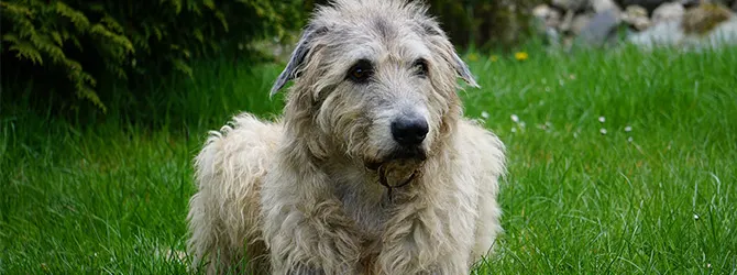 Irish Wolfhound | Owner's Guide irish wolfhound lying on grass