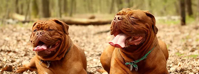 Dogue de Bordeaux | Owner's Guide two dogues de bordeaux in woods