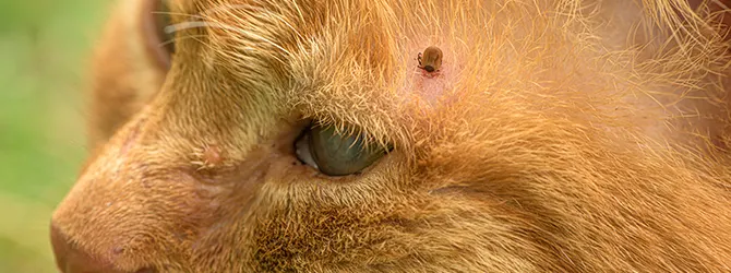 Ticks on cats? Preventing Ticks on Cats Close-up of a tick on a cat's skin