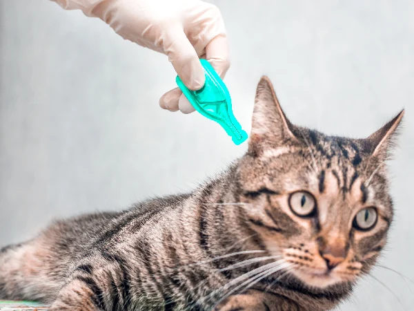 Image of cat for article on how often do indoor cats need flea treatment Image of cat for article on how often do indoor cats need flea treatment