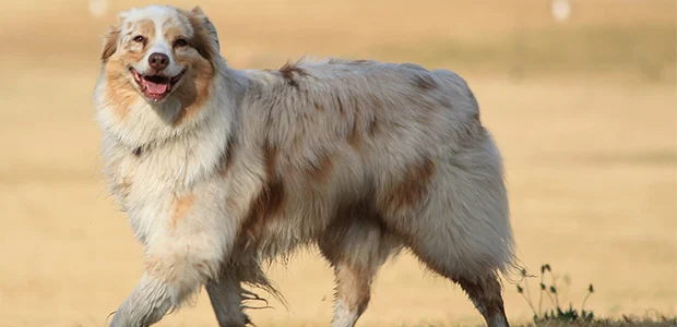 australian-shepherd-body-1.jpg Australian shepherd trotting through field