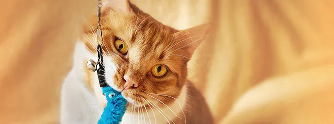 What foods are poisonous to cats? ginger cat looking up