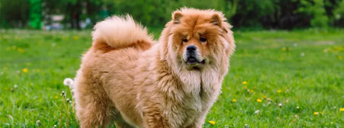 Chow Chow Guide - Complete Breed Care Guide golden fluffy chow chow standing in a field