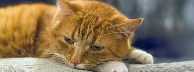 Photo of a cat lying down with a sad expression Photo of a sad cat. Cat depression can involve low mood, especially when something in their life changes.