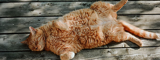 Photo of a cat laying down, displaying her belly Photo of a cat displaying her belly for an article on 3 week pregnant cat nipples and other signs of pregnancy in cats.