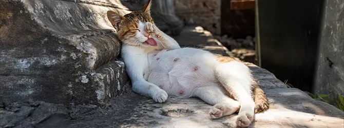 Photo of a cat laying down, displaying her belly Photo of a cat displaying her belly for an article on 3 week pregnant cat nipples and other signs of pregnancy in cats.