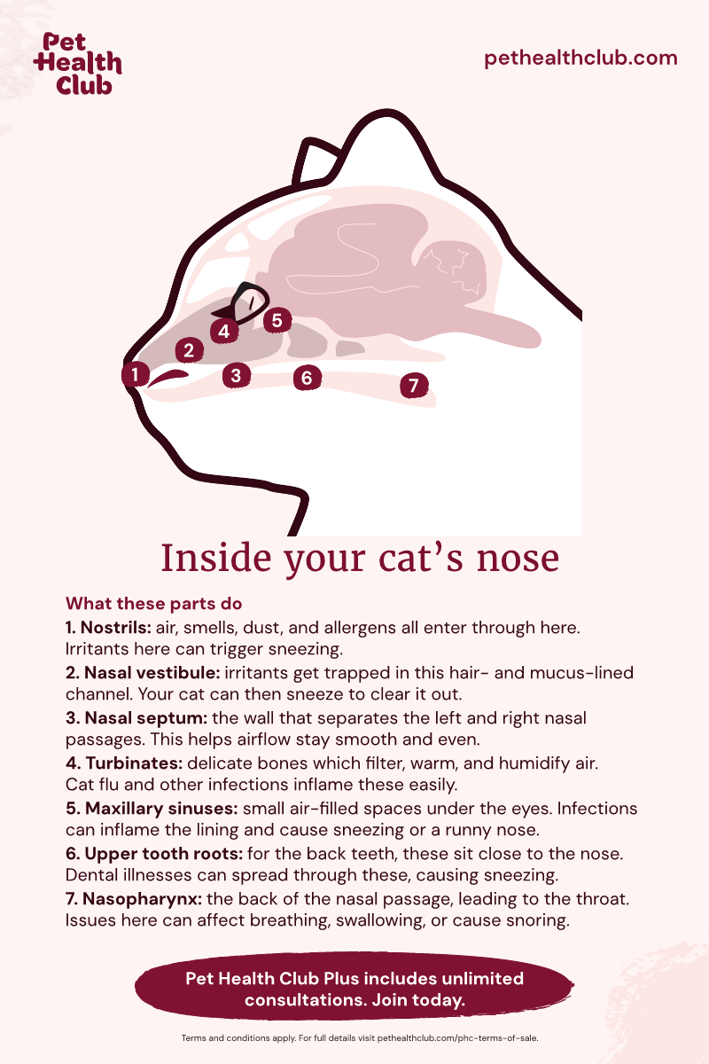 Pet Health Club infographic on cat nose anatomy Infographic showing the anatomy of a cat's nose, and what different parts do. Cat sneezing can be caused by various problems within the nose.